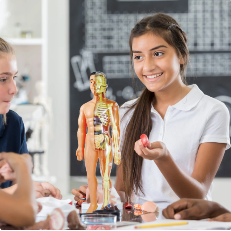 Anatomia człowieka dla dzieci – edukacyjna zabawka STEM – widok produktu 1 | Kidartsy