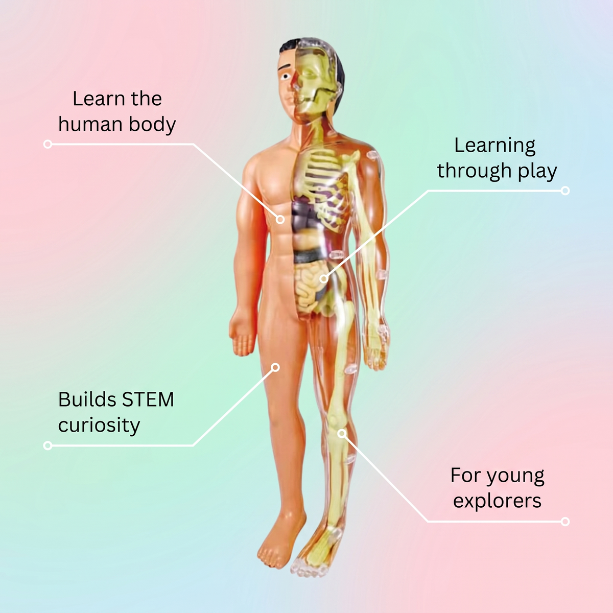 Anatomia człowieka dla dzieci – edukacyjna zabawka STEM – widok produktu 3 | Kidartsy