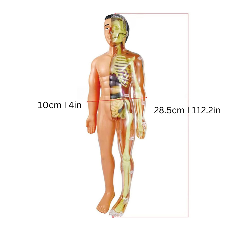 Anatomia człowieka dla dzieci – edukacyjna zabawka STEM – widok produktu 4 | Kidartsy